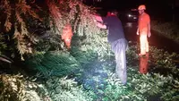 Cuaca Ekstrem Terjang Situbondo, Pohon Tumbang Sempat Lumpuhkan Jalur Pantura