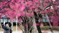 Seorang wanita mengenakan masker melewati pohon sakura di taman Ueno, Tokyo, Jepang (12/3/2020).  Di tengah kekhawatiran akan penyebaran virus corona COVID-19, Gubernur Tokyo Yuriko Koike menghimbau warga menghindari kerumunan saat pesta tradisional "hanami". (AFP/Philip Fong)