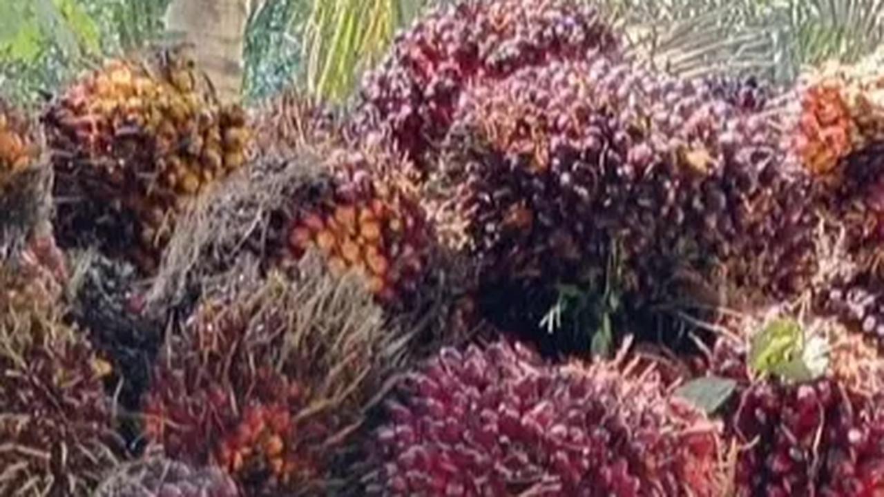 <br>"Tetapi ada kemungkinan nanti tahun depan akan terjadi penurunan, dengan catatan apabila dalam maintenance atau pemeliharaannya tidak bagus," kata Eddy.