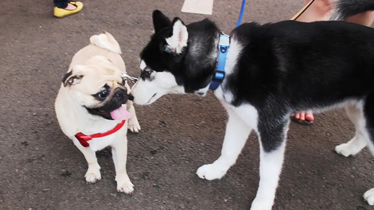 Vaksinasi Rutin Pada Anjing Dapat Mencegah Penyakit Muncul
