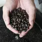 Coffee Roaster menunjukkan biji kopi robusta yang telah disangrai atau diroasting di Mula Kopi Nusantara, BSD, Tangerang Selatan,  Selasa (25/02/2020). Proses roasting akan mengalami perubahan mulai dari pengurangan kadar air,  berat dan ukuran hingga perubahan warna. (Liputan6.com/Fery Pradolo)