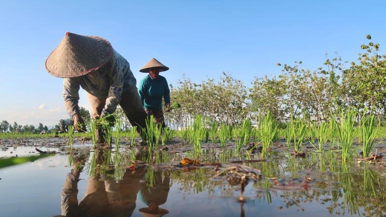 Pemprov NTB Dorong Pertanian Modern, Gaet Petani Muda dengan Teknologi Canggih