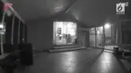 Inilah video detik-detik 2 kucing menabrak pintu kaca.