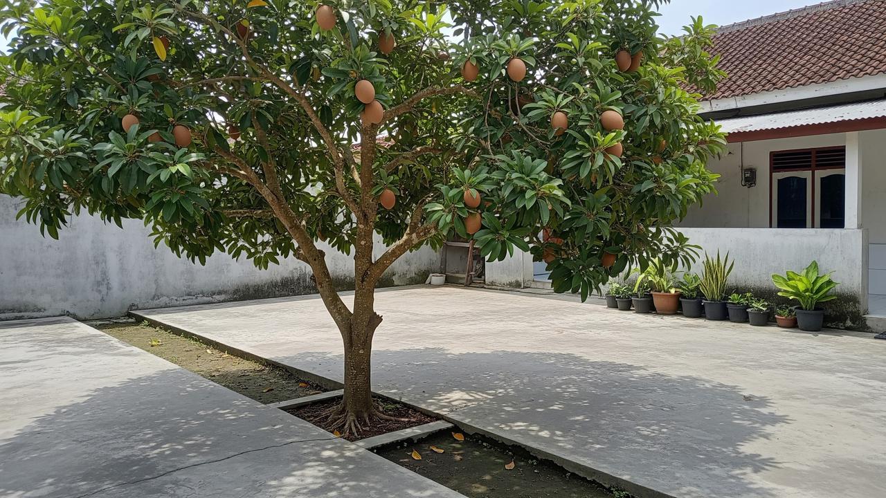 Pohon Sawo Manila/Gemini AI