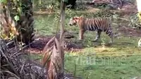 Harimau Sumatera tampak berkeliaran di pemukiman warga di Kanal 25 Simpang Kanan Desa Tanjung Simpang Kecamatan Pelangiran Kabupaten Indragiri Hilir, Selasa, 23 Mei 2017. (Riauonline.co.id)