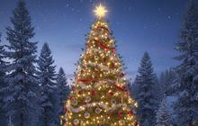 8 Alasan Cemara Selalu Menjadi Pohon Natal: Simbol Kehidupan, Harapan, dan Iman