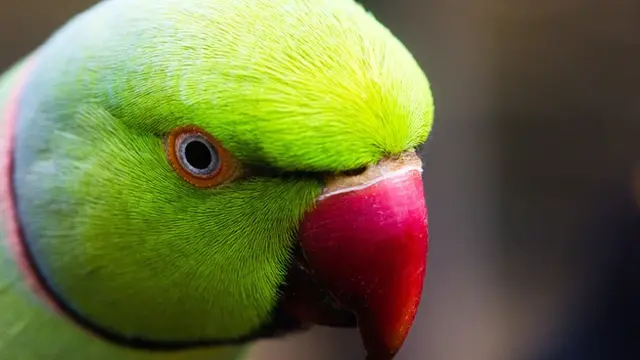 lovebird
