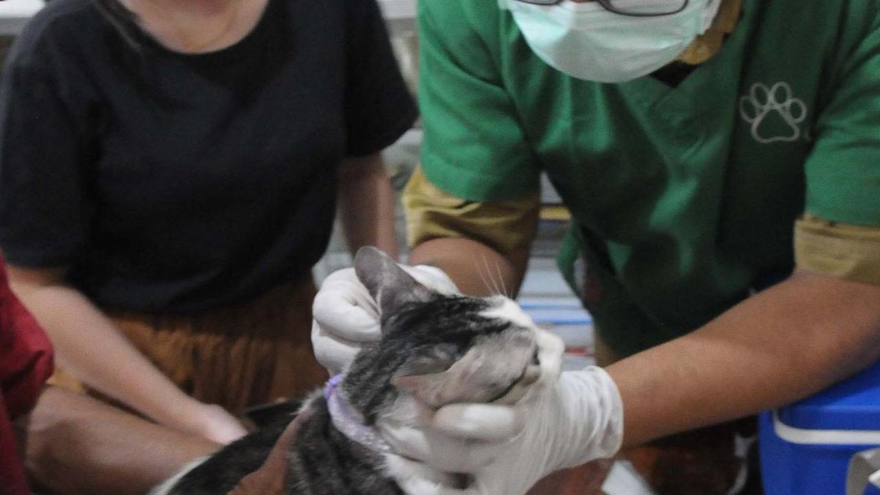 Dan secara berkelanjutan, pengendalian populasi akan dilakukan melalui tindakan sterilisasi hewan penular rabies (HPR).