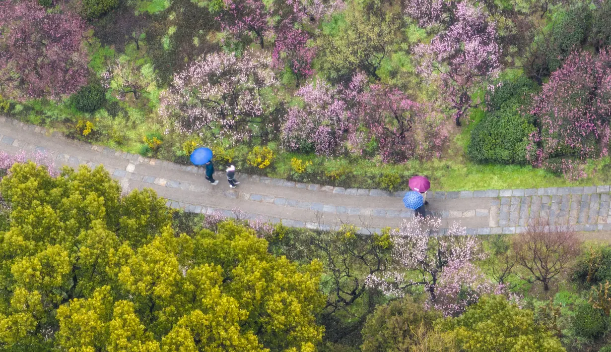 Foto udara yang diambil pada 13 Februari 2023 ini memperlihatkan orang-orang sedang mengamati bunga plum di Nanjing, di provinsi Jiangsu timur China. Menjadi penanda datangnya musim semi, mekar pohon plum ditandai dengan aroma harum di sekitar pepohonannya. (Photo by AFP)