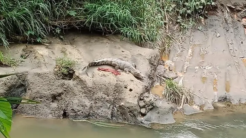 Kemunculan buaya di Sungai Deli