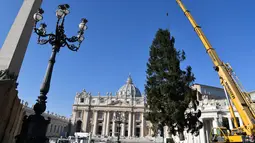 Sebuah derek dikerahkan untuk mendirikan pohon Natal raksasa di Alun-alun Santo Petrus, Vatikan, Kamis (23/11). Pohon Natal yang didatangkan dari Polandia ini tingginya mencapai 28 meter. (Andreas SOLARO / AFP Photo)