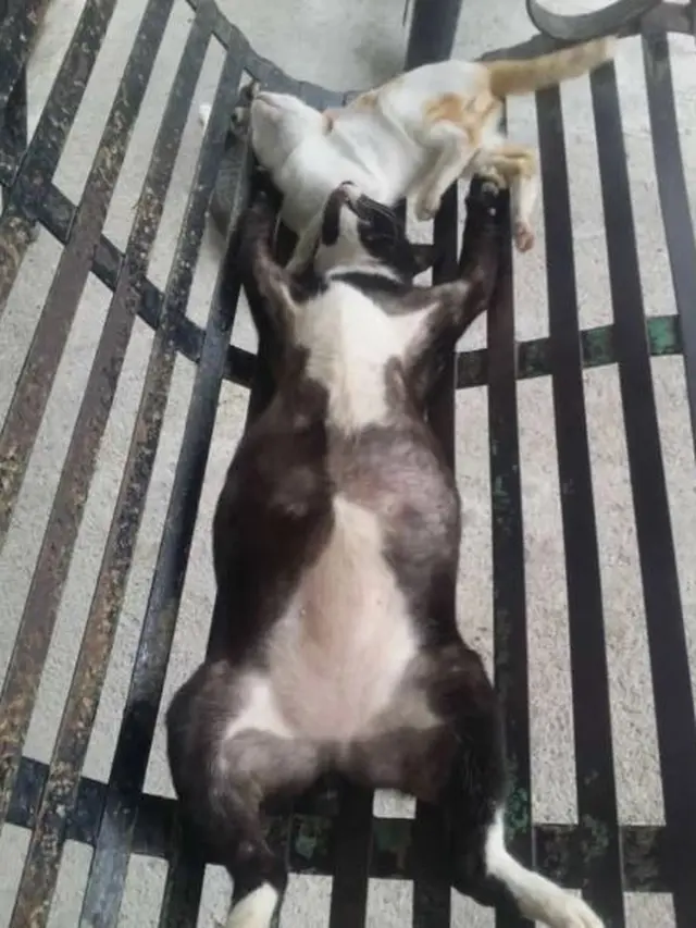 7 Potret Kucing Tidur dengan Pose Super Nyeleneh, Dijamin Bikin Ketawa