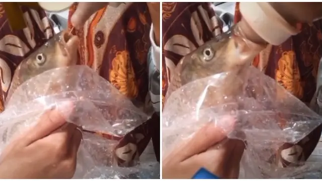 Viral Ikan Diberi Susu Bak Anak Sendiri, Bikin Warganet Ngakak