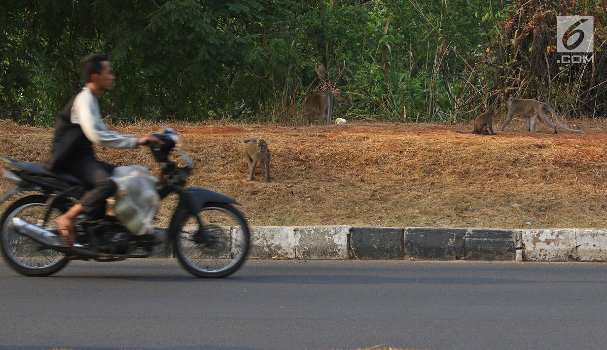 Foto Cari Makanan Kawanan Monyet Berkeliaran Di Jalanan