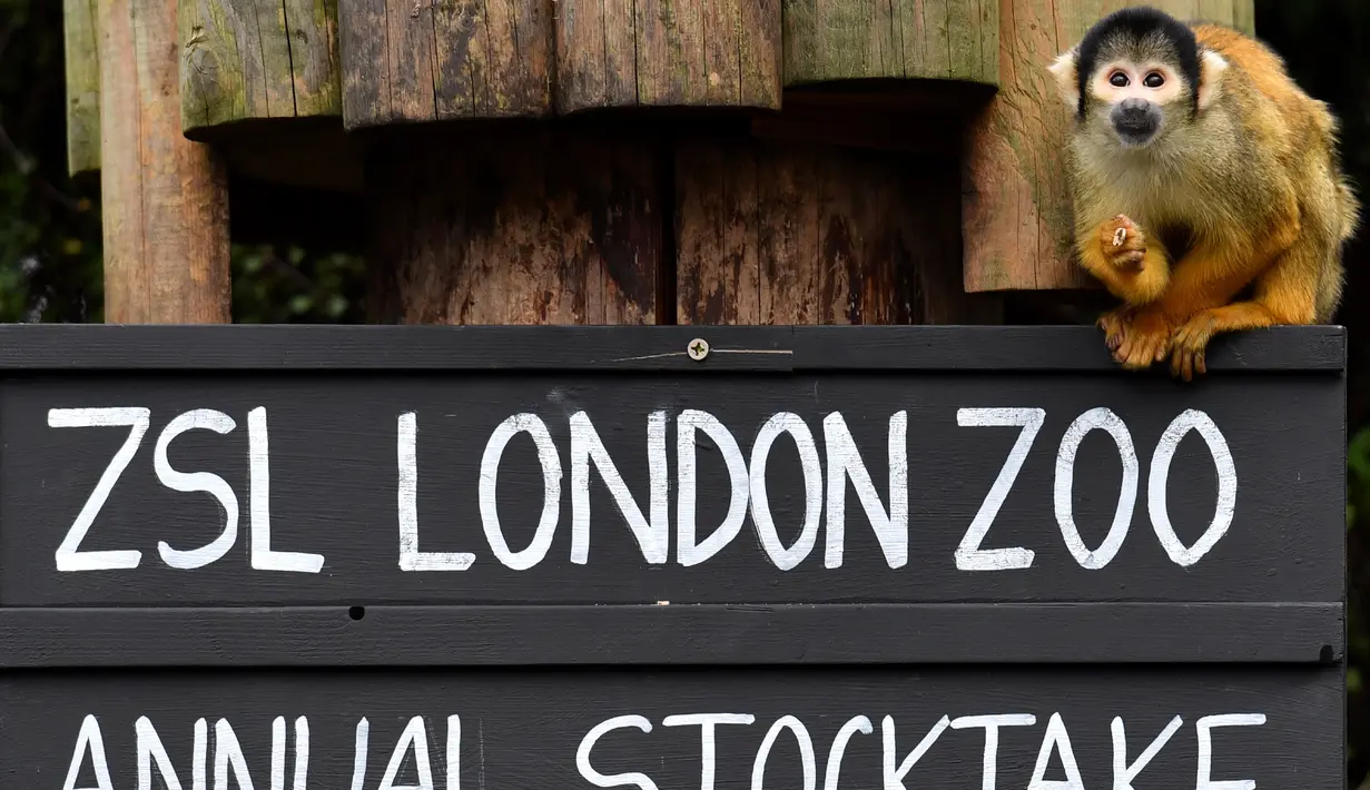 Monyet tupai duduk di atas papan penghitungan selama sensus hewan tahunan di London Zoo, 7 Februari 2018. Data hasil sensus akan dibagi dengan kebun binatang di seluruh dunia untuk keperluan pemantauan hewan yang langka dan dilindungi. (BEN STANSALL/AFP)