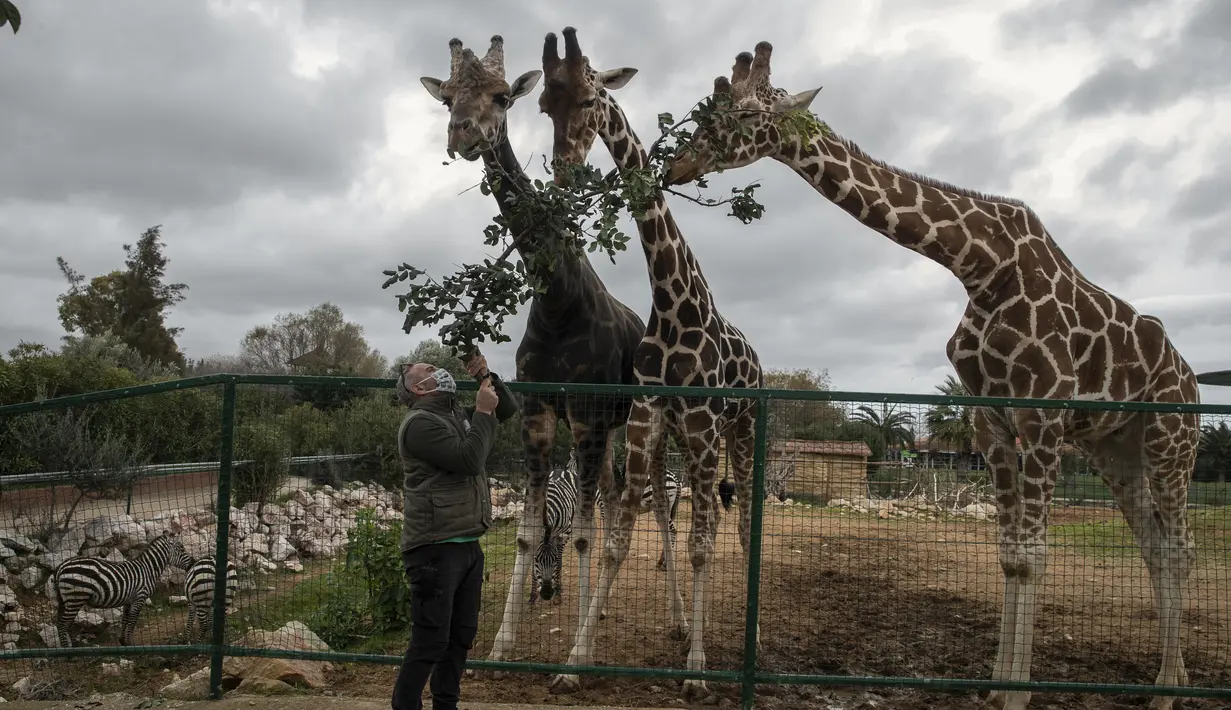 Kurator kebun binatang Adonis Balas memberi makan tiga jerapah di Attica Zoological Park di Spata, dekat Athena, pada 26 Januari 2021. Setelah hampir tiga bulan tutup karena COVID-19, satu-satunya kebun binatang Yunani terancam tutup akibat tidak adanya pemasukan. (AP Photo/Petros Giannakouris)
