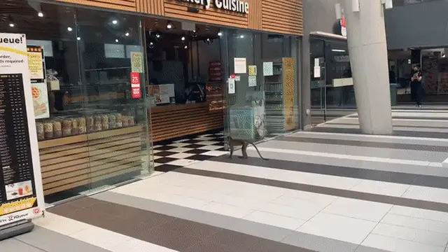 Aksi Monyet Nakal Curi Roti di Toko Roti Ini Curi Perhatian, Lihai Banget