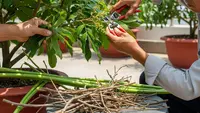 Cara Pemangkasan Pohon Kelengkeng agar Cepat Berbuah Lebat, Pakai Trik Ini