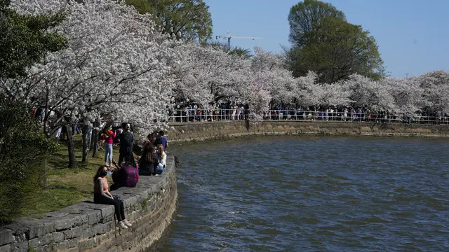 Warga Washington Datangi Festival Bunga Sakura 2021