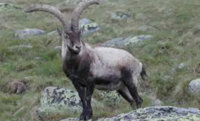 Bucardo (Pyrenean ibex), sejenis kambing liar Spanyol yang pernah punah. (Sumber Wikipedia)