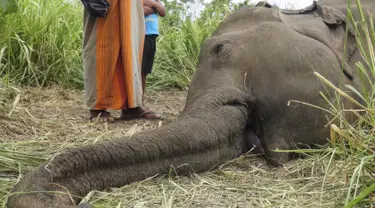 Mayat Gajah terlihat terbaring di ladang dekat desa Sigiriya, sekitar 177 km utara ibukota Kolombo (27/9/2019). Empat gajah ditemukan tewas pada 27 September di Sri Lanka tengah, dengan polisi mencurigai binatang tersebut diracun penduduk desa yang marah. (AFP/STR)