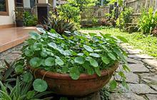 Cara Menanam Pegagan dalam Pot Dangkal, Tanaman Herbal Beragam Khasiat