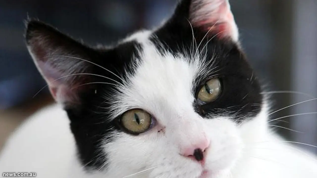 kucing-130814-a.jpg