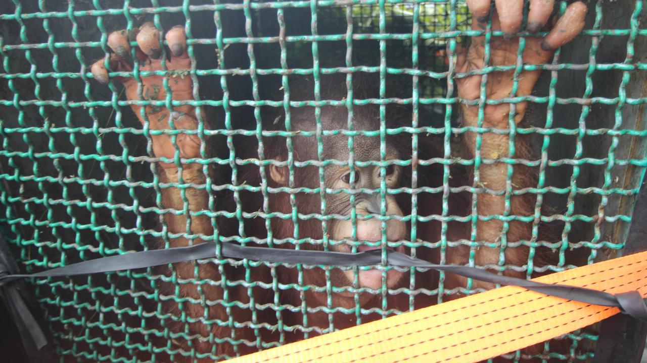 Tempat Rehabilitasi Orangutan Dicaplok Manusia