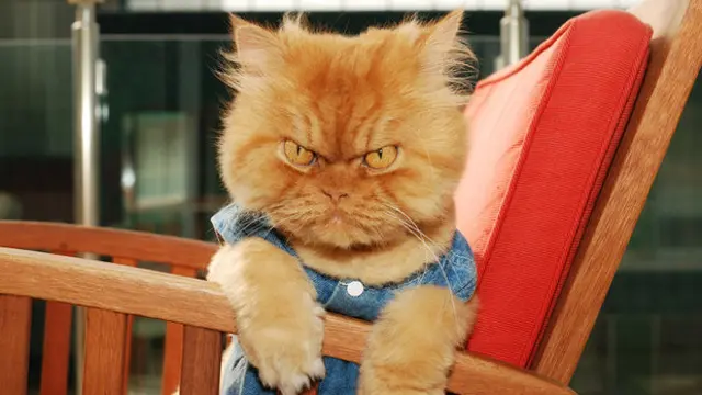 Kucing Ternyata Tidak Butuh Anda