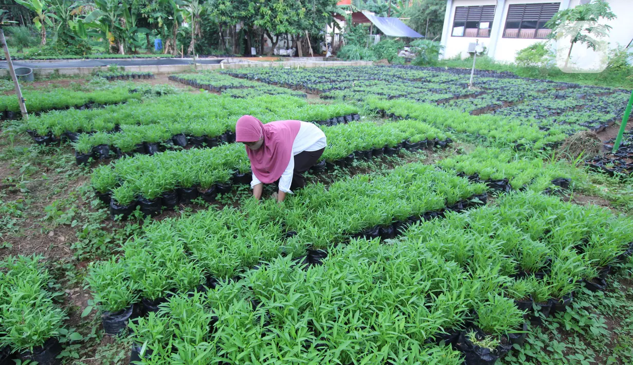 Petugas Dinas Ketahanan Pangan (DKP) Kota Tangerang merawat bibit tanaman di Tangerang, Banten, Rabu (4/11/2020). DKP Kota Tangerang menargetkan membagikan 486 ribu bibit tanaman hingga akhir November 2020 untuk warga melalui kecamatan di tengah pandemi COVID-19. (Liputan6.com/Angga Yuniar)