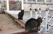 Kucing Istanbul: Kisah Anabul Jalanan yang Dicintai dan Terlindungi di Kota Lintas Benua