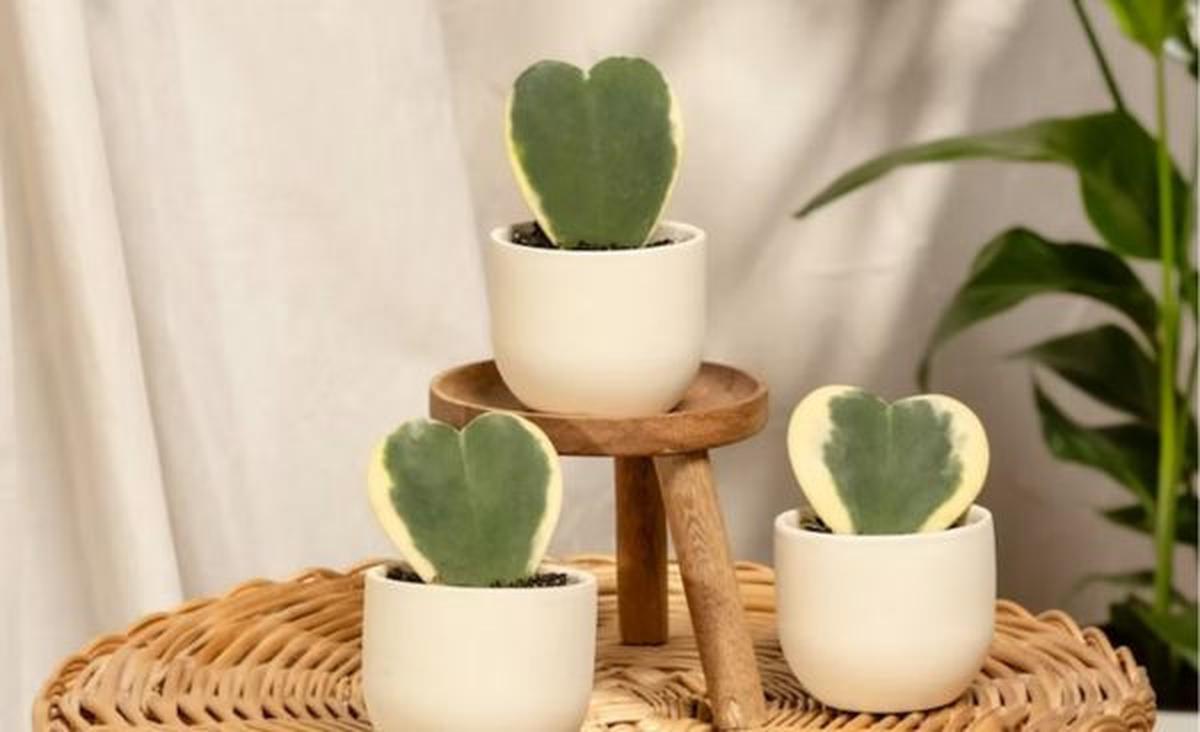 Hoya Kerrii/Photo by feey on Unsplash