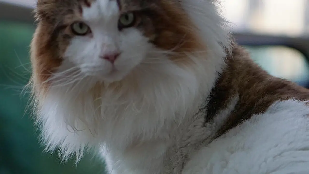[Bintang] Kucing 