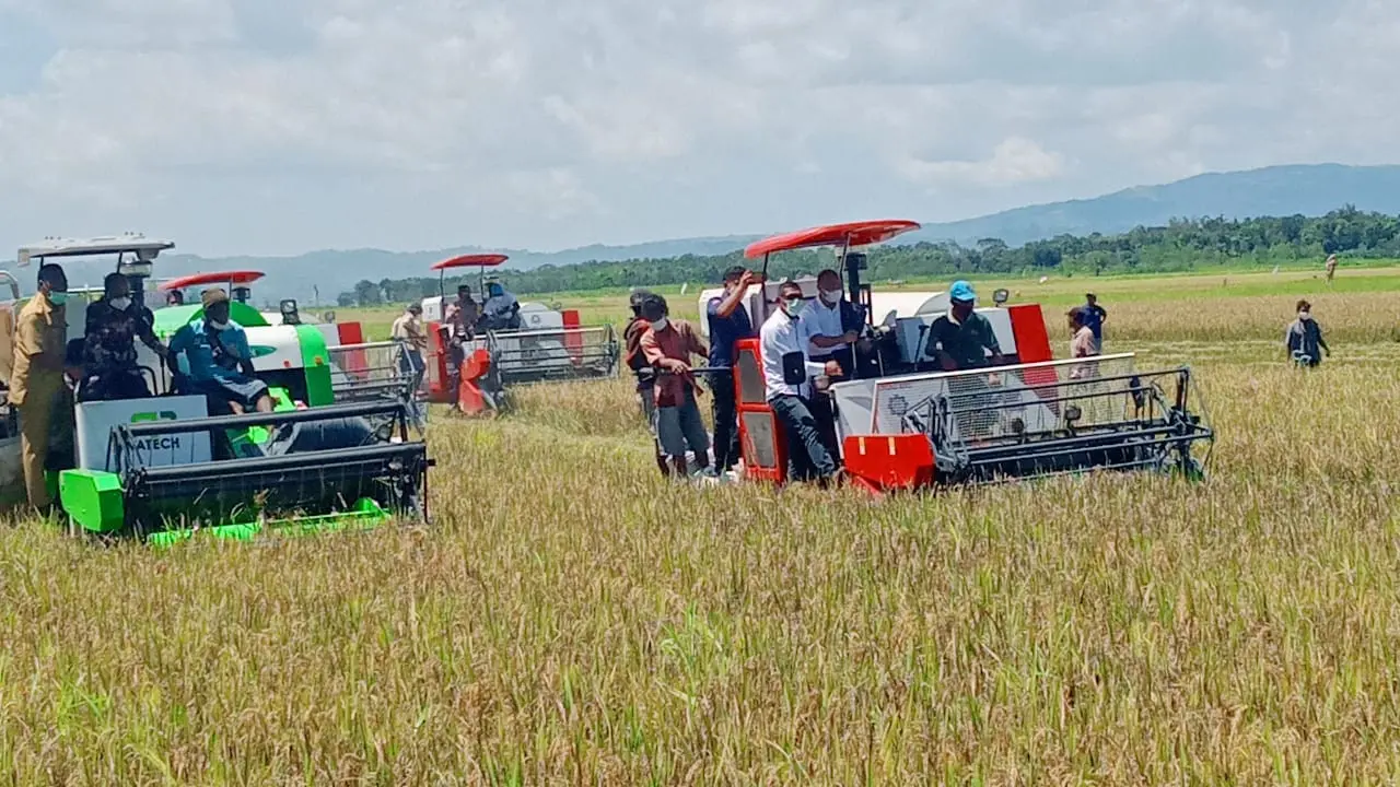 Panen Padi