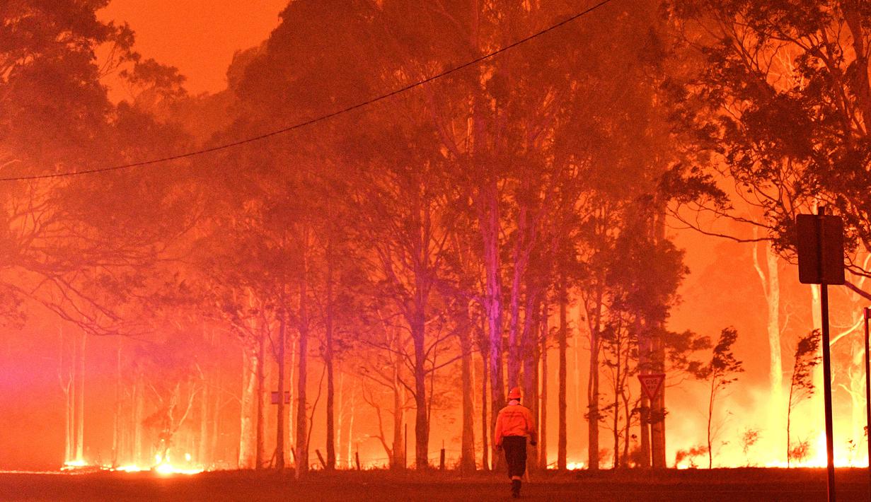 Seorang petugas pemadam kebakaran berjalan melewati pohon-pohon yang terbakar saat berusaha memadamkan api akibat kebakaran hutan di sekitar kota Nowra, negara bagian New South Wales, Australia, Selasa (31/12/2019). (AFP/Saeed Khan)
