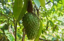 Manfaat Rebusan Daun Sirsak, Minuman Herbal yang Banyak Khasiat untuk Kesehatan