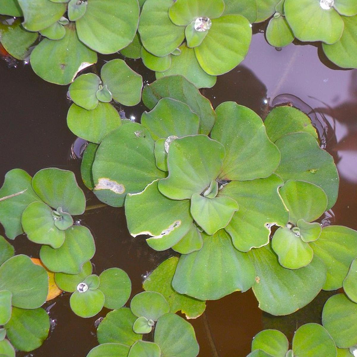Tanaman Kolam