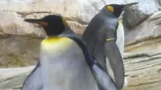 Seekor Penguin raja jantan, Skipper (kanan) dan pasangan sejenisnya, Ping terlihat dalam kandang mereka di Kebun Binatang Berlin, Jerman, Kamis (15/8/2019). Sepasang penguin sesama jenis itu mengadopsi telur telantar sejak Juli lalu sebagai upaya mereka menjadi orang tua. (Tobias SCHWARZ/AFP)