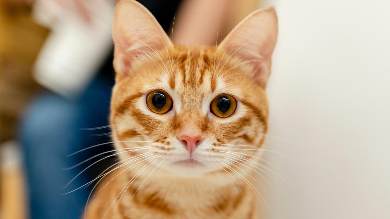Orange Cat