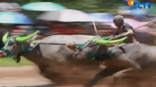 Berapan, Tradisi Unik Masyarakat Sumbawa Jelang Musim Panen