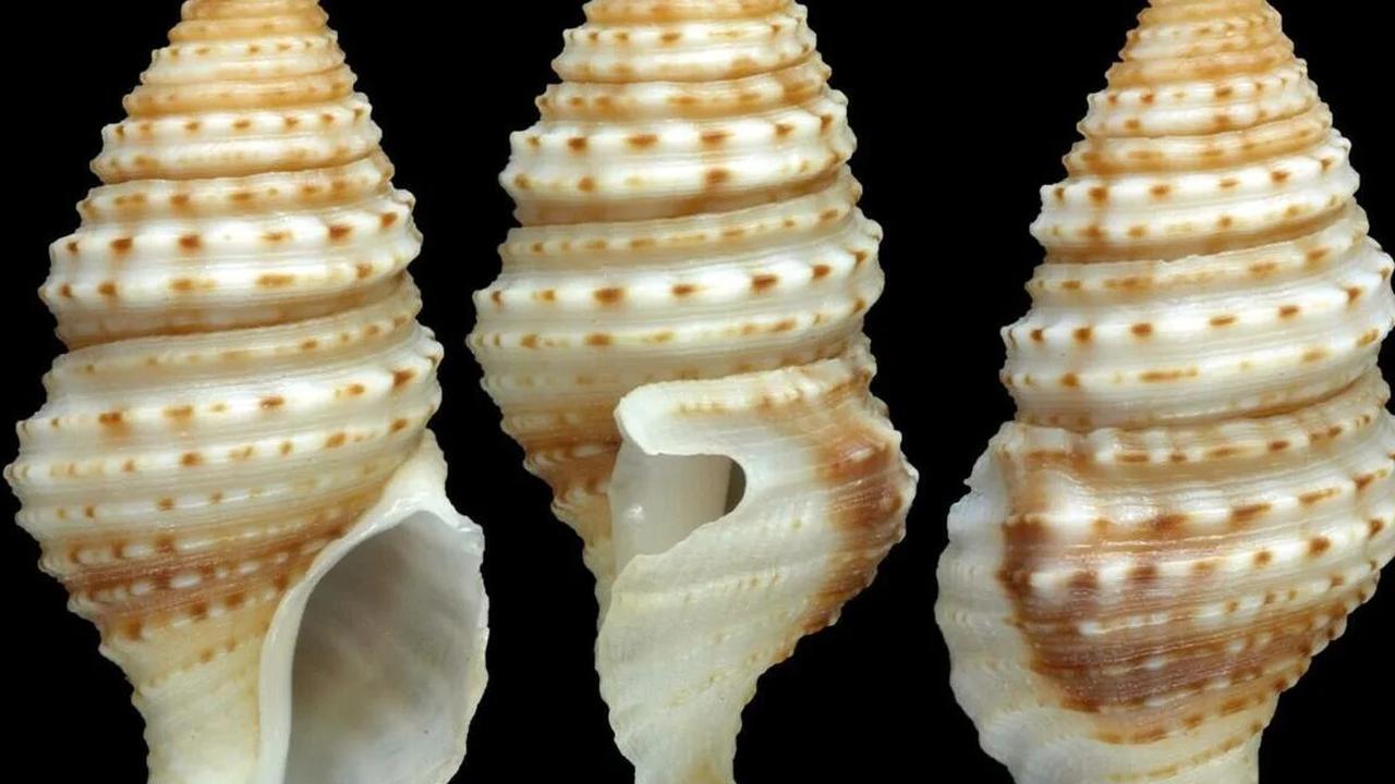 siput beracun