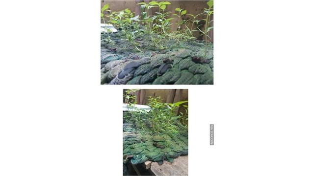 6 Potret Tanaman Tumbuh di Tempat Tak Biasa Ini Nyeleneh Banget