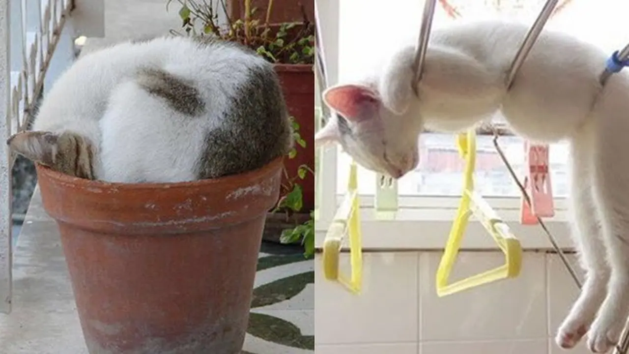 7 Kelakuan Kucing Tidur di Tempat Tak Biasa, Bikin Geleng Kepala