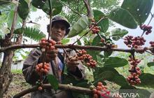 Pendapatan Petani Kopi Cikajang Meroket: Dari Rp1,3 Juta Jadi Rp4,5 Juta per Bulan Berkat Program Astra