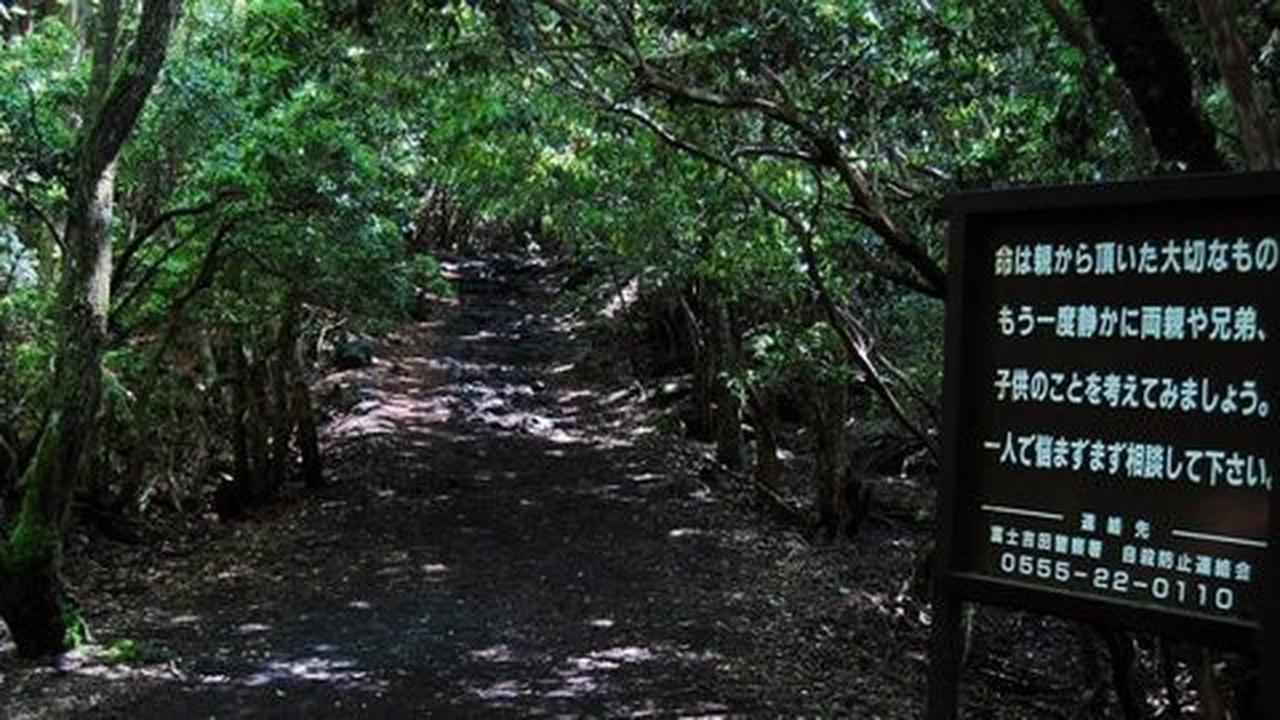 Aokigahara, Japan