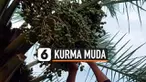 Berburu kurma muda biasa dilakukan warga di Pasuruan dan Jatim umumnya saat Ramadhan. Kurma muda dipercaya meningkatkan kesuburan suami-istrih yang baru saja menikah. Mereka berburu kurma muda langsung dari pohonnya