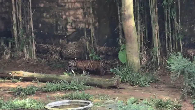 Kisah Pilu di Balik Kelahiran “Puspa” dan “Muli Sikop”, Dua Bayi Harimau Sumatra Korban Jerat yang Kini Jadi Harapan Konservasi