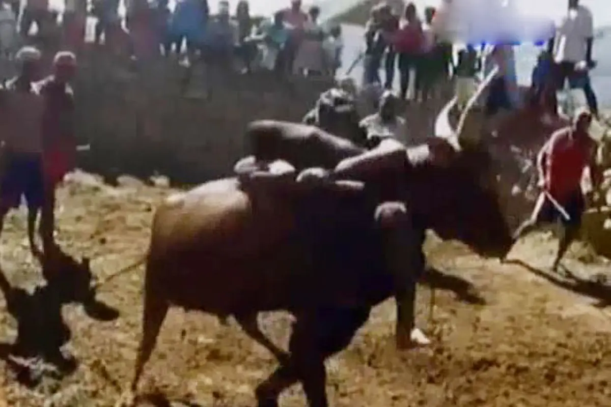 VIDEO: Tradisi Peluk Punuk Kerbau Agar Mudah Dapat Jodoh