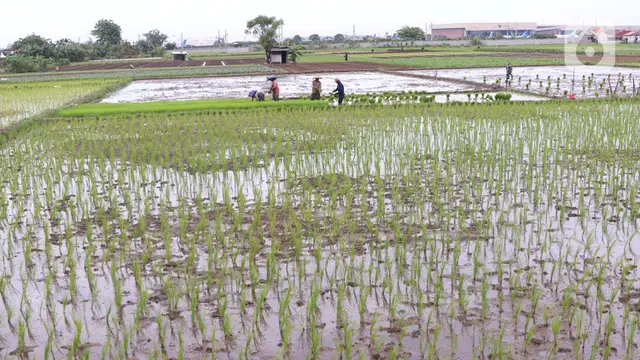 Kementan Targetkan 8,2 Juta Hektare Sawah untuk 20 Juta Ton Beras