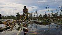 Lahan pertanian yang rusak akibat banjir di Palangka Raya, Kalimantan Tengah, Rabu 21 September 2022. Foto: Marifka Wahyu Hidayat